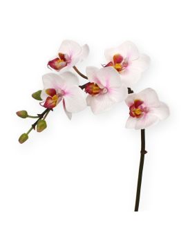 Orchidée de Phalaenopsis mini 50 cm rose