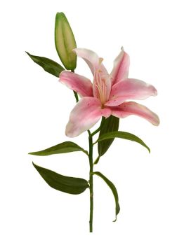 Branche de Lis 55 cm rose