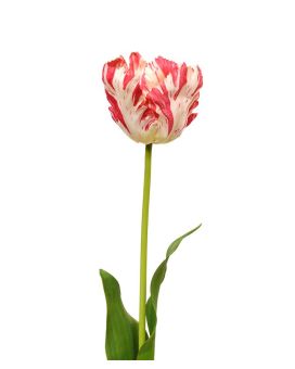 Tulipe van Gogh artificielle de 70 cm rouge-blanc