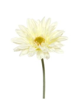 Tige de fleur Gerbera artificielle de 60 cm creme