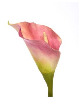Calla fleur artificielle deluxe de 55 cm rose