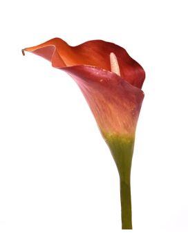 Calla fleur artificielle deluxe de 55 cm orange