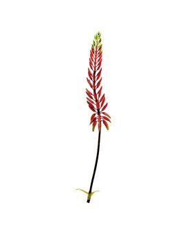 Branche artificielle Agave 80cm Orange