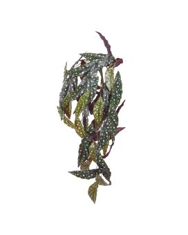 Begonia Maculata en chute artificielle de 80cm