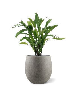 Calathea plante artificielle vert 60cm