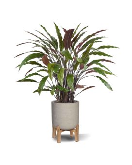 Calathea Plante Artificielle vert/rouge de 85cm
