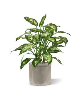 Dieffenbachia deluxe plante artificielle 60 cm