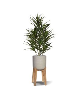 Draceana Reflexa Anita plante artificielle 70cm in pot