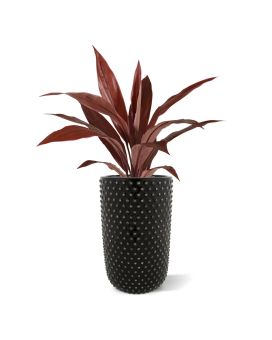 Dracaena Plante Artificiel de 60 cm Rouge