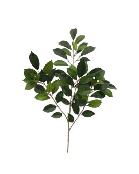 Branche de ficus folia fr