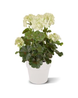 Géranium PL plante artificielle 38cm - crème - résistant aux UV