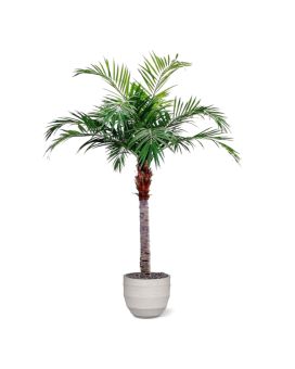 Grande Palmier Artificielle Majesty géant de 350cm