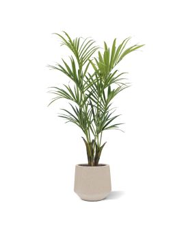 Kentia Palmier artificielle Deluxe 165 cm