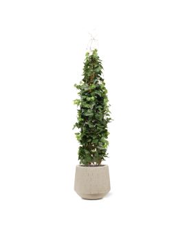 Lierre Plante rampant artificiel Deluxe 130cm