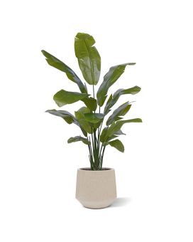 Palmier Traveller artificiel Promo 160cm