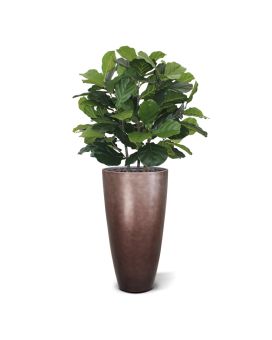 Lyrata Plante Artificielle deluxe 95 cm
