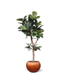 Arbre Lyrata Deluxe sur mesure Y tronc 210cm