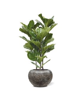 Lyrata plante artificielle de 95 cm