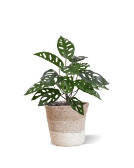 Plante Artificielle Monstera Adansonii 30cm