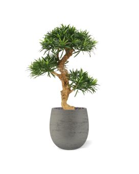Podocarpus Bonsai x3 artificiel de 65cm en base