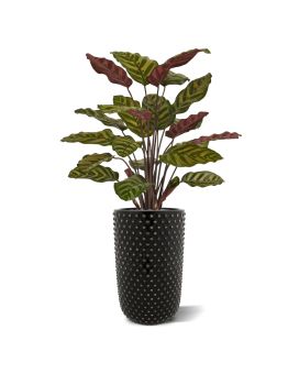 Plante artificielle Calathea Makoyana rouge 60cm