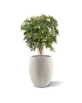 Schefflera plante artificiel de 80cm