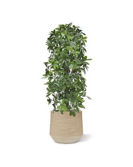 Colonne de Schefflera artificielle de 120 cm anti-UV