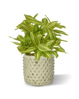 Tradescantia artificiel varigué 18cm