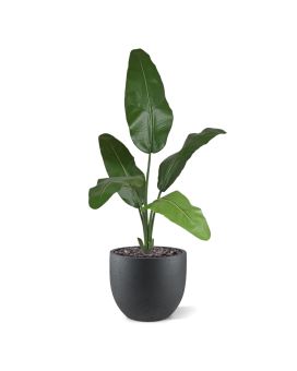 Palmier Traveller artificielle de 100 cm Ignifuge