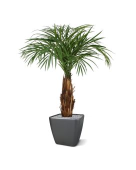 Areca artificiel palmier sur tige 125cm