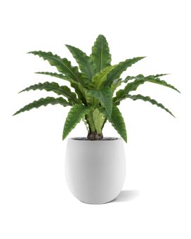 Fougère Asplenium Artificielle RT 60cm