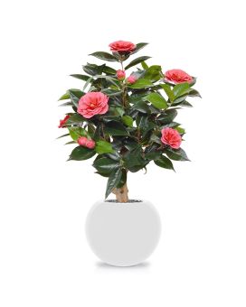 Plante artificielle de Camelia de 65 cm rose sur socle