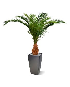 Palmier Artificielle des Canaries Deluxe de 210 cm