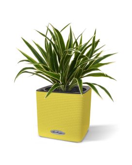 Chlorophytum Plante Artificielle de 30cm en pot