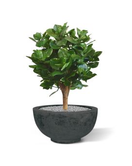 Clusia boule plante artificielle de 55 cm