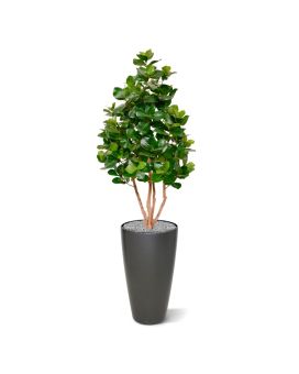 Clusia Deluxe 120 cm arbre artificiel