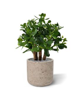 Succulent Crassula artificiel de 40cm
