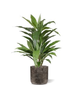 Draceana plante artificielle Vert  80cm en pot