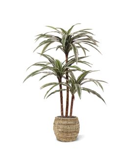 Faux Draceana Deluxe panaché 95cm