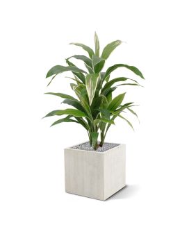 Draceana panaché plante artificielle de 80 cm