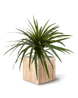 Plante artificielle de Draceana Marginata 50 cm
