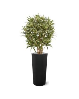 Draceana reflexa plante artificielle 100 cm