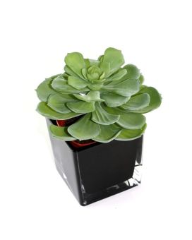 Echeveria artificiel setosa succulent 16cm en pot