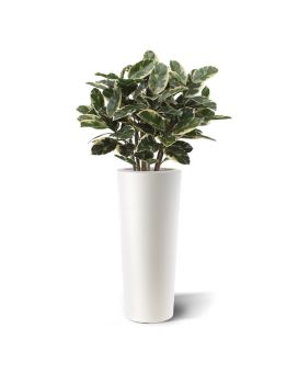 Ficus elastica robusta plante artificielle 100 cm