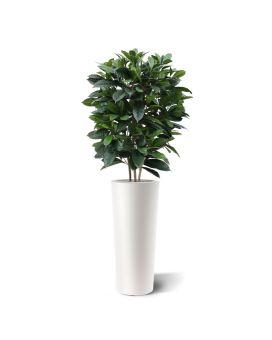 Ficus artificiel cyathistipula 120 cm deluxe