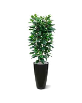 Ficus Cyathistipula Plante Artificielle Deluxe de 160 cm
