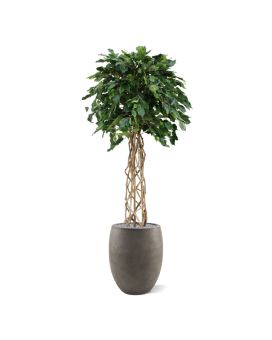 Ficus Exotica Artificiel 150 cm vert boule sur tige