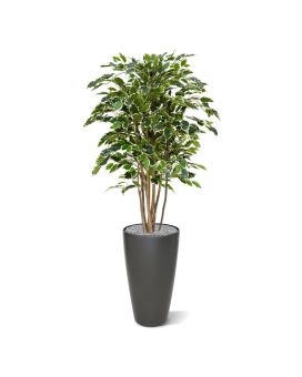 Ficus Exotica Deluxe 125 cm panaché