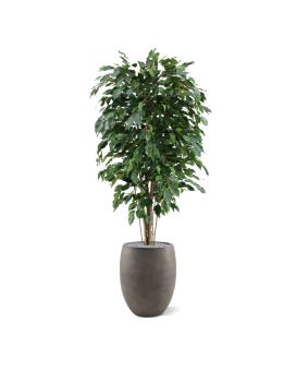 Ficus Exotica artificiel Deluxe 150 cm vert