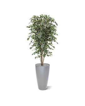 Ficus artificielle Exotica Deluxe 180 cm Panaché